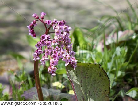 Bergenia Crassifolia. Common Names For The Species Include Heart-leaved Bergenia, Badan, Siberian Te