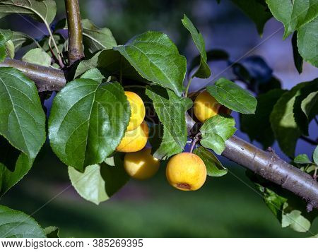 Small Yellow Apples Under Juicy Green Leaves Against The Background Of The Sky And Greenery. Horizon