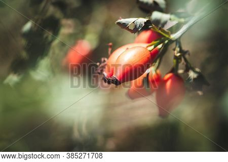 A Portrait Of A Bunch Of Rose Hips Hanging On A Prairie Rose Plant Also Known As Rosa Setigera Or Cl