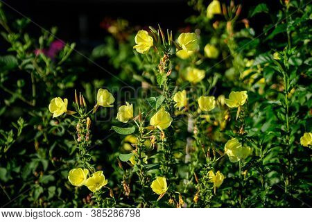 Many Vivid Yellow Flowers And Green Leaves Of Oenothera Plant, Commonly Known As Evening Primrose, S