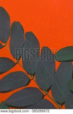 The Matte Green Leaves With Color Inversion On A Deep Orange Background