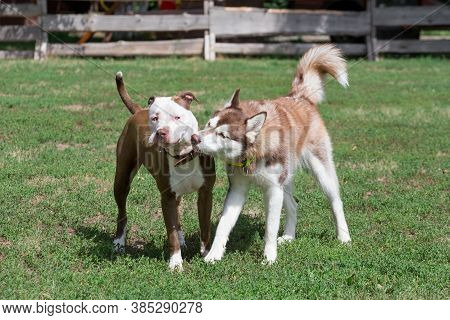 Cute Pit Bull Terrier Puppy And Siberian Husky Puppy Are Playing On A Green Grass In The Summer Park