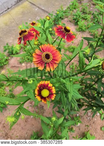 Three Blooming Helenium Perennial Flowers On A Blurred Green Background,cloudly