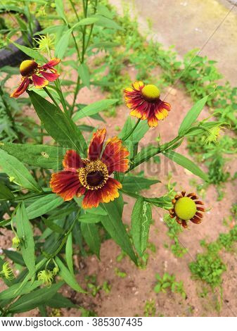 Three Blooming Helenium Perennial Flowers On A Blurred Green Background,cloudly