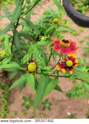 Three Blooming Helenium Perennial Flowers On A Blurred Green Background,cloudly