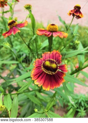 Three Blooming Helenium Perennial Flowers On A Blurred Green Background,cloudly