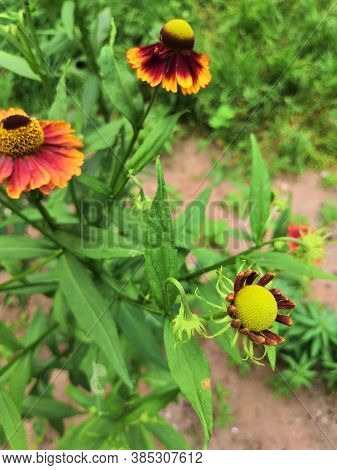 Three Blooming Helenium Perennial Flowers On A Blurred Green Background,cloudly