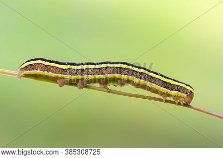 Larva With Yellow Stripes Crawls Along A Thin Branch Of A Tree