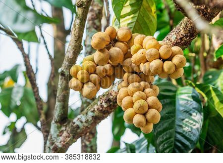 Lasium Demesticum, (name Thai Longkong) On Tree Blurred Background, Macro