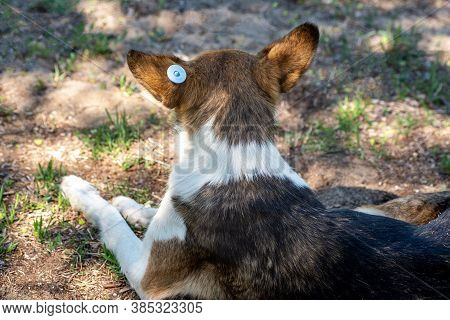 A Stray Neutered Dog With A Chip In Its Ear. Sad Mongrel Lies On The Ground With His Back. Abandoned