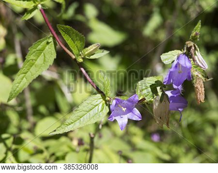 Plant Of Campanula Trachelium With Flower In Italy During Summer