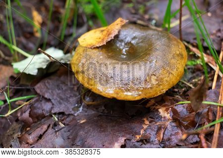 Ugly Milk-cap Or Lactarius Turpis Mushroom In The Autumn Forest
