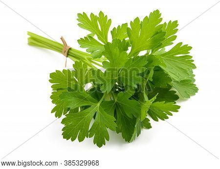 Parsley Bunch Tied Isolated On White Background