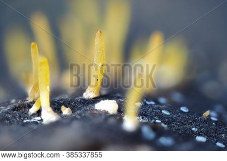 The Small Stagshorn (colocybe Cornea) Is A Mushroom On Hardwood