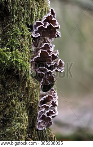 The Silverleaf Fungus (chondrostereum Purpureum)