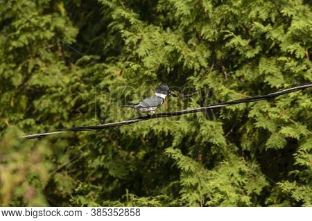 The Belted Kingfisher (megaceryle Alcyon) Sitting On A Wire.