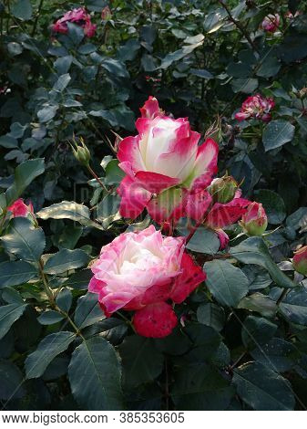 Pink And White Garden Roses On A Blury Green Background, Selective Focus