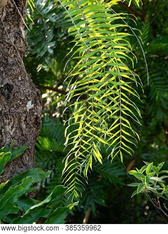 Closeup Nephrolepis Sp Fern Hanging On The Tree