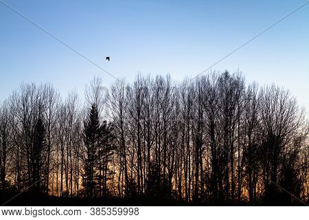 A Male Woodcock, That Makes A Courting Flight (roding) Over A Spring Forest At Dusk