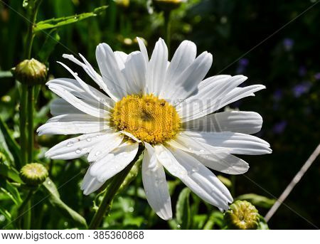 White-yellow Flower With Green Grass In A Summer Park, Chamomile