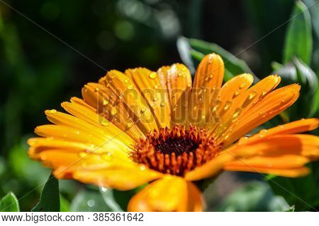Yellow Beautiful Flower With Green Leaves, Like A Daisy, In A Summer Park.