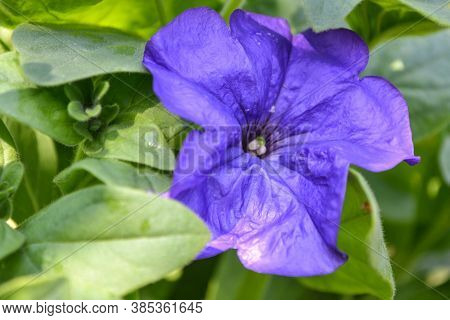 Purple Small Flowers On A Green Background In A Summer Park.