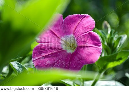 Pink Flower With Beautiful Petals In A Summer Garden With Green Leave.