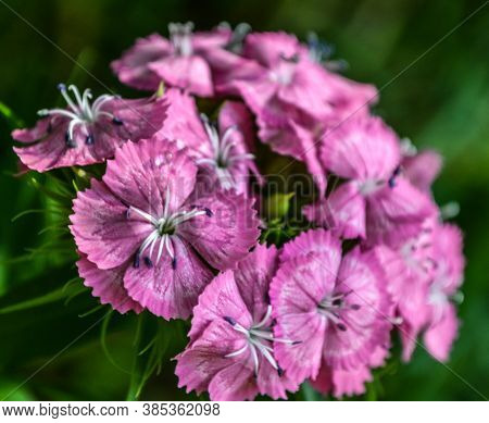Pink Flower With Beautiful Petals In A Summer Garden With Green Leave.