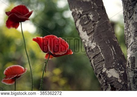 The Flower Is Odorless.the Sun's Rays Illuminate The Poppy Flower.flower Magic.the Aroma Of Magic In