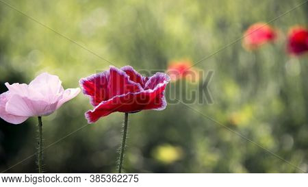 The Flower Is Odorless.the Sun's Rays Illuminate The Poppy Flower.flower Magic.the Aroma Of Magic In