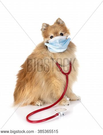 Young Pomeranian In Front Of White Background