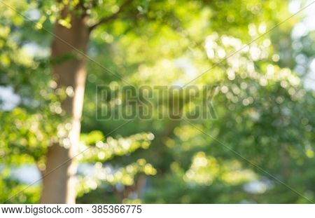 Blurred Bokeh Of Tree In Morning Background,spring Summer Season