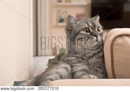Beautiful Grey Scottish Young Cat Sitting On The Coach In The Interior Of Livingroom