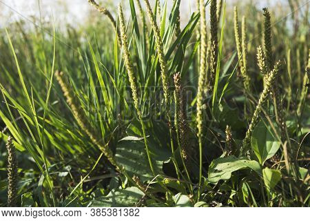 Plantain. Green Plant. Natural Background. Plantago. Green Background.