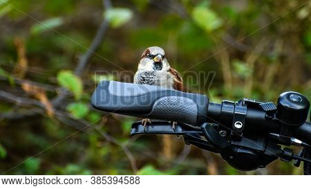 Single Male House Sparrow (passer Domesticus) Sitting On Bicycle Brake Lever With Blurred Bushes In 