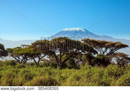 Impressive travel to Africa. The snow peak of Kilimanjaro. Amboseli Park is the most visited park in  Kenya. Savanna with bushes and desert acacies. The concept of exotic, ecological and photo tourism