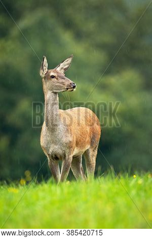 Red Deer Hind Standing On Meadow In Autumn Nature.