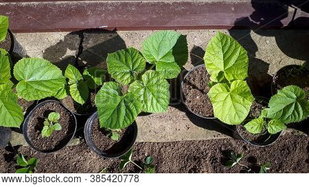 Young Green Paulownia Tree. Seedling Of Paulownia Tomentosa In Pots.