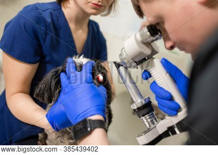 Veterinary, Ophthalmologists Examine The Injured Eye Of A Dog With A Slit Lamp In A Veterinary Clini