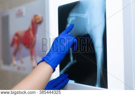 A Professional Doctor Radiologist With Gloves Is Looking At An X-ray Picture On The Background Of A 
