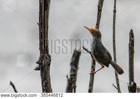Small Cute Bird Perching On A Stick Ashy Tailorbird In Kota Kinabalu Wetland Center, Sabah, Malaysia