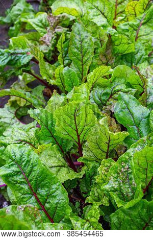 Beetroot Bright Leaves. A Bed Of Vegetables In The Garden. Foliage Of Beetroots Close-up. Vegetable 