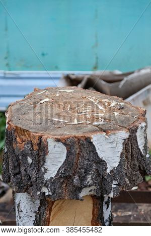 A Wooden Block From A Sawn Birch Trunk As A Chock Or Stand For Chopping Wood With Chips And Sawdust 