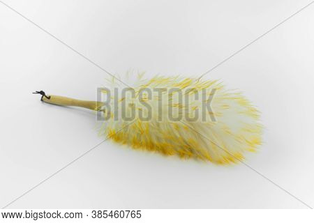 Close Up Of Feather Duster Isolated On White Background