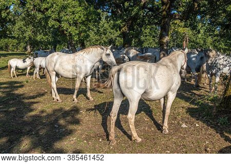Lipica, Slovenia - September 8, 2020: Lipica Is One Of The Main Tourist Centers Of Slovenia's Karst 