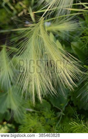 Spikes Of Foxtail Barley (hordeum Jubatum), A Wild Barley Species.