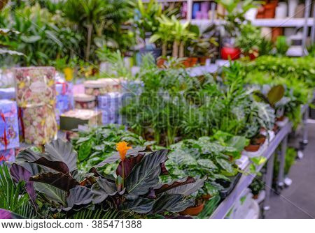 Calathea Crocata Close-up. Sale In The Store. Selective Focus