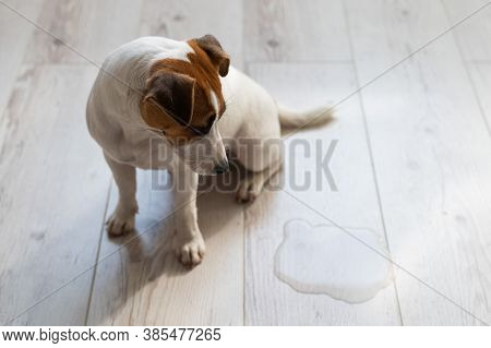 Guilty Dog Jack Russell Terrier Pissed Puddle On The Wooden Floor