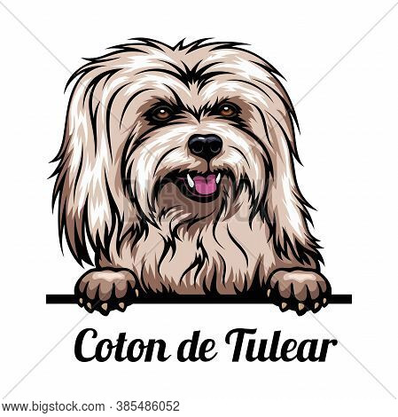 Peeking Dog - Coton De Tulear - Dog Breed. Color Image Of A Dogs Head Isolated On A White Background