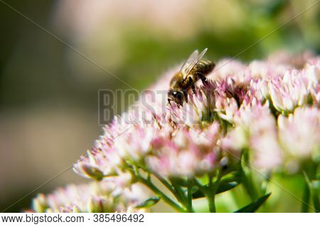 Wild Bee On Flower With Nectar Blooming In Field Countryside. Countryside Consisting Of Bee, Wild Br